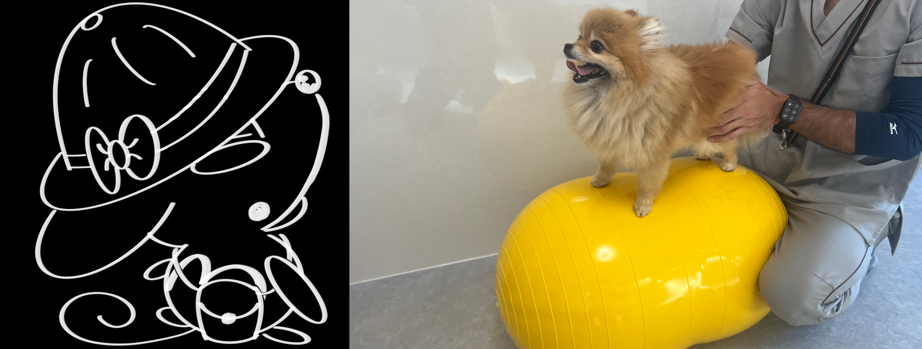 犬の筋トレ幼稚園