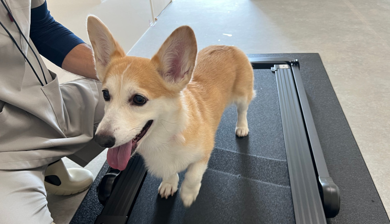 トレッドミルで運動