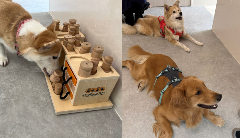 様々な犬の社会化