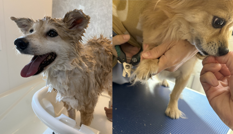 診察練習・ケアトレーニング