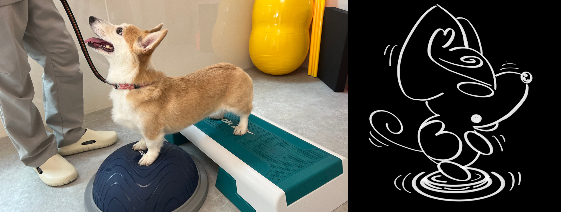 わんちゃんが通う運動レッスン